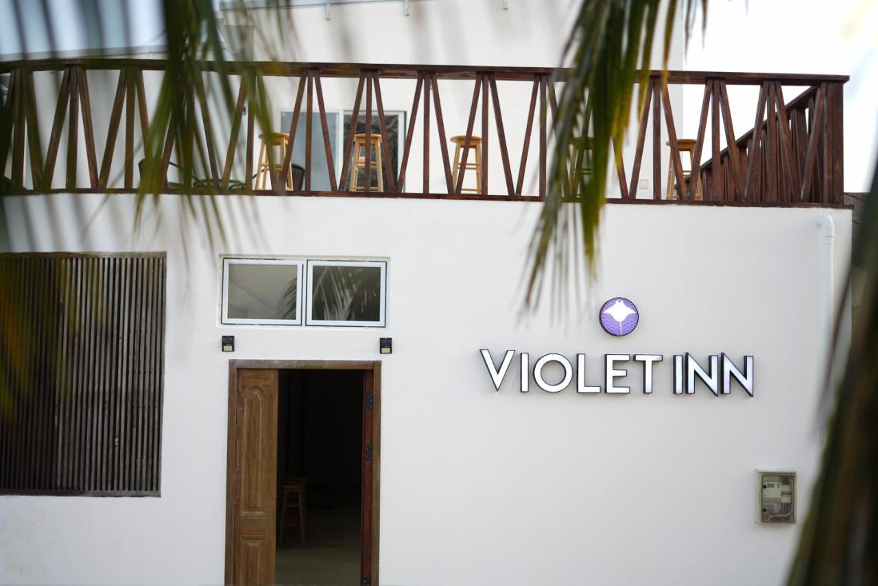 Violet 3*